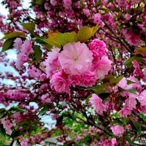 Meet your Posher, Timothy